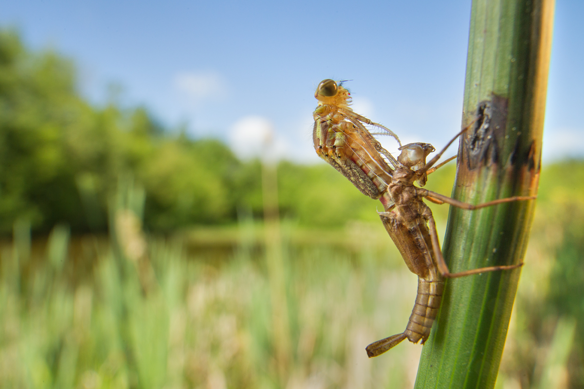 Large Red Damselfly emerging wideangle 1